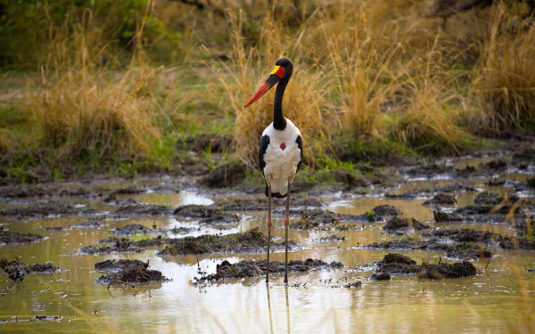  Saddle-billed Stork (ephippiorhynchus senegalensis)