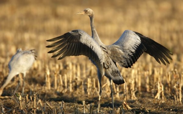 Animal Crane Birds Cranes Common Crane HD Wallpaper | Background Image