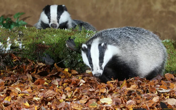 HD desktop wallpaper featuring two badgers among fallen leaves and moss, highlighting detailed fur texture and natural woodland habitat.