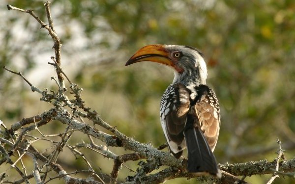 Animal Red-billed Hornbill Birds Hornbills HD Wallpaper | Background Image