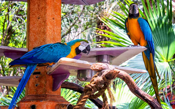 Animal Blue-and-yellow Macaw HD Desktop Wallpaper | Background Image