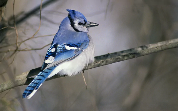 A striking blue jay perched on a branch, showcasing vibrant blue plumage against a softly blurred background. This image serves as an HD desktop wallpaper and background.