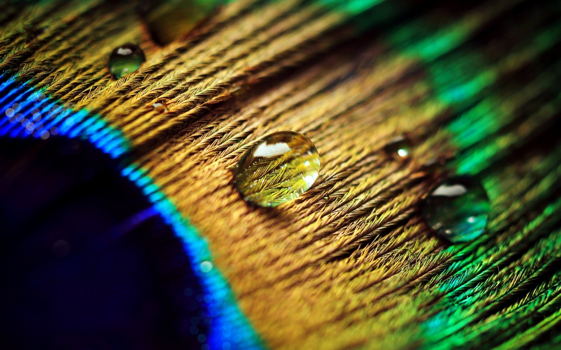 peacock-feather-drops Full HD Wallpaper and Background Image