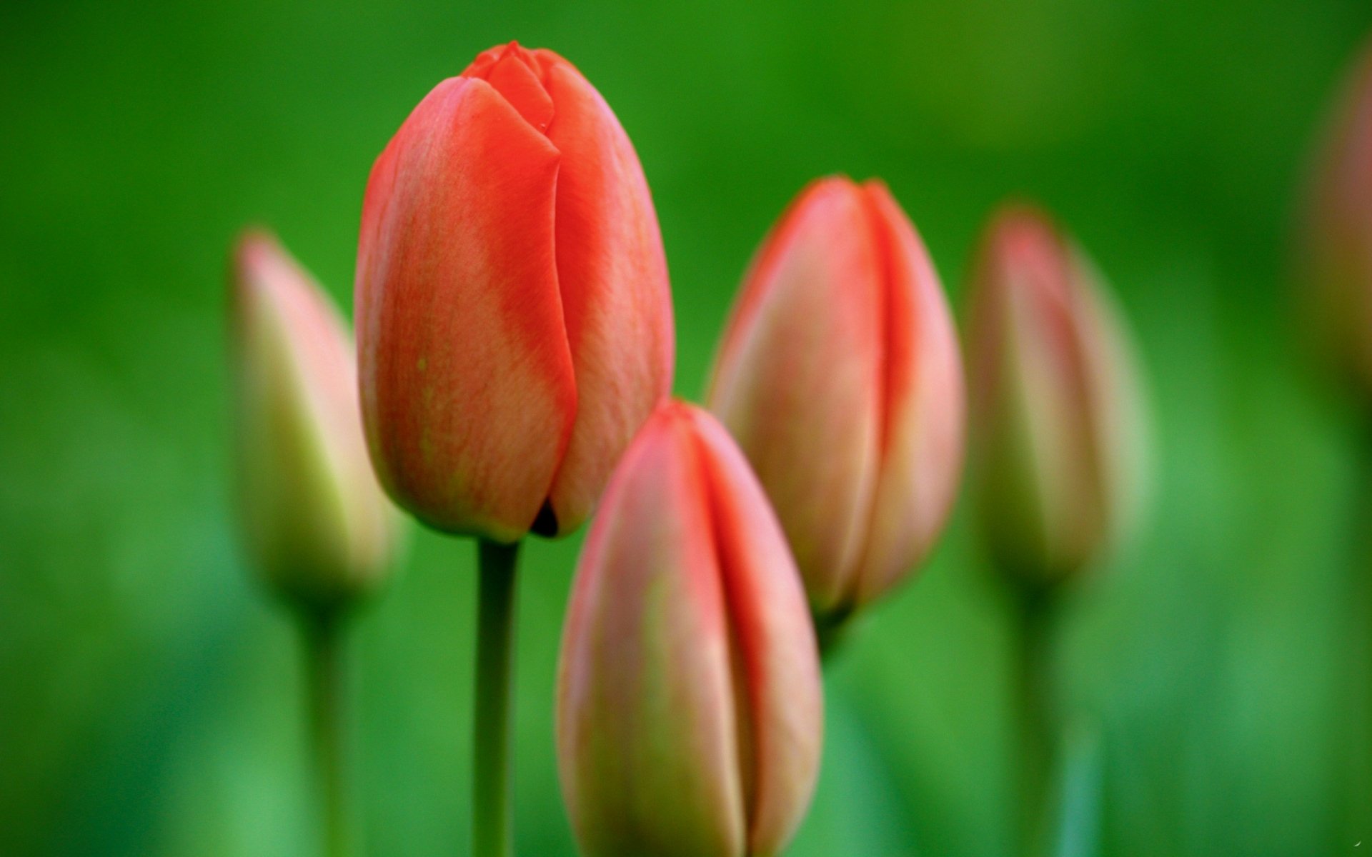 Close-up of coral-pink tulips with blurred green background, nature tulip scene rendered as a 2K Quad HD PC desktop wallpaper and background.