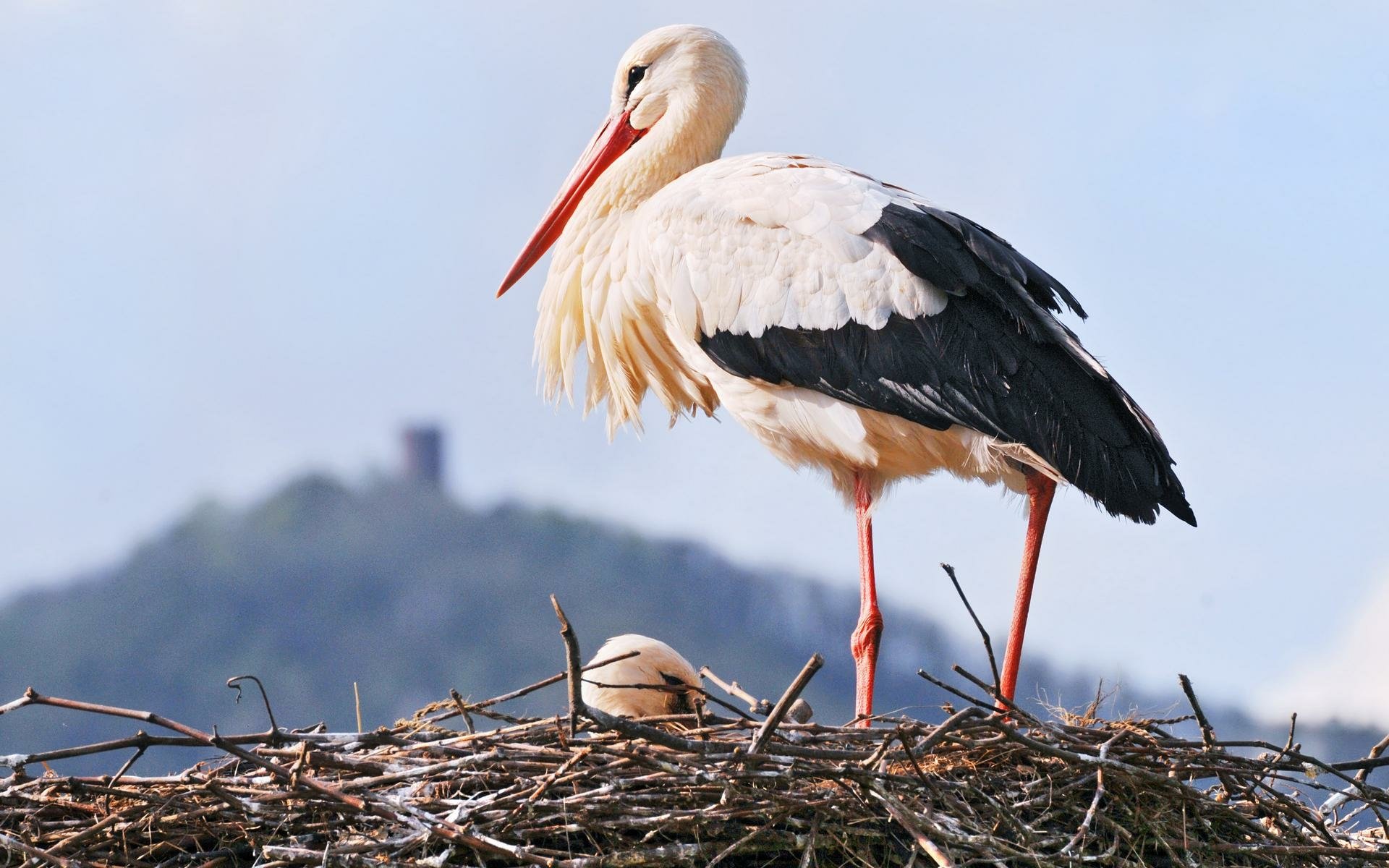 White Stork Hd Wallpaper Background Image 1920x1200