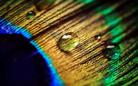 photography feather HD Desktop Wallpaper | Background Image