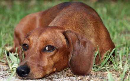 A dachshund rests peacefully on green grass, showcasing its sleek fur and expressive gaze, making for an engaging HD desktop wallpaper and background.