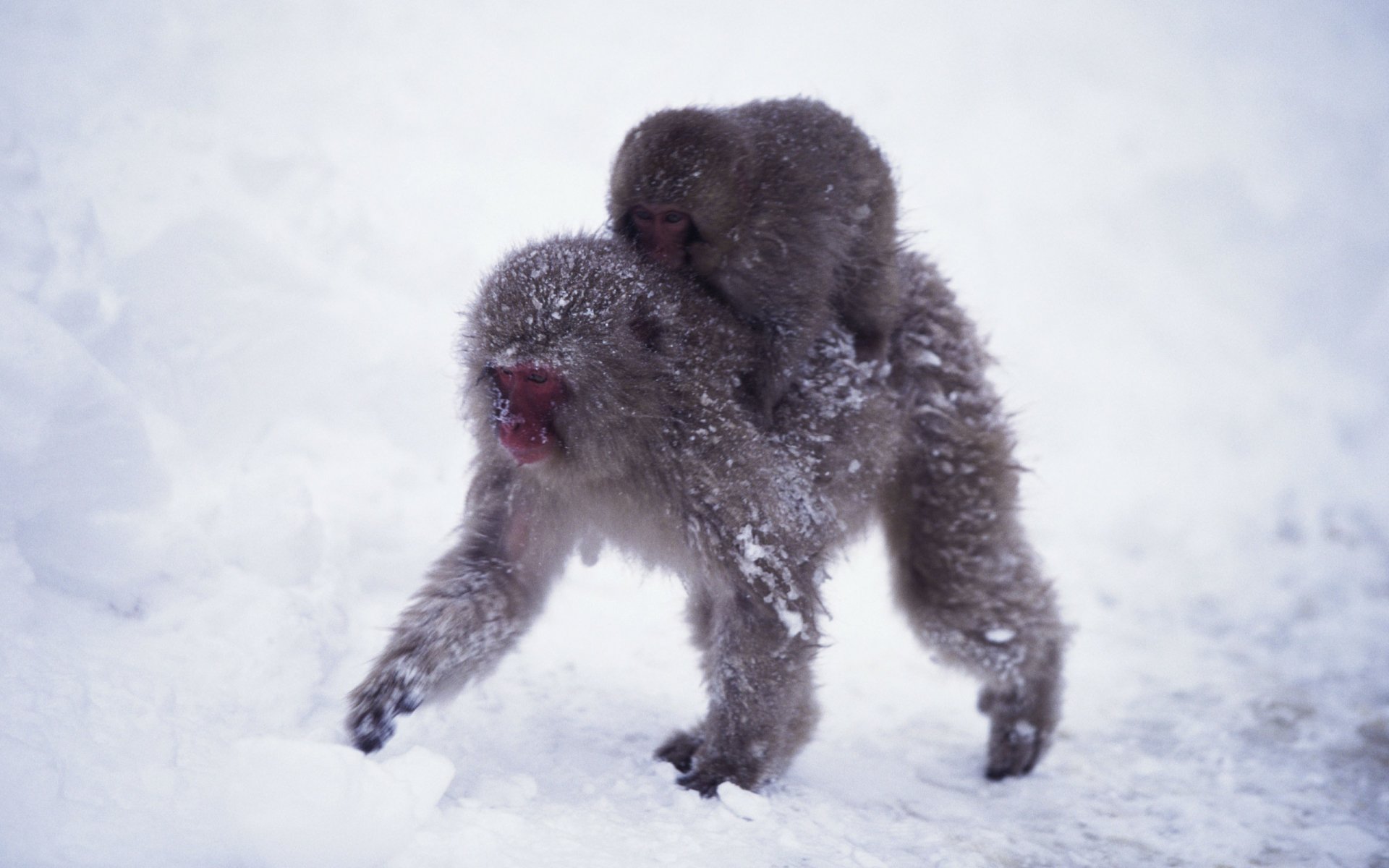 Download Animal Japanese Macaque Snow Monkey HD Wallpaper