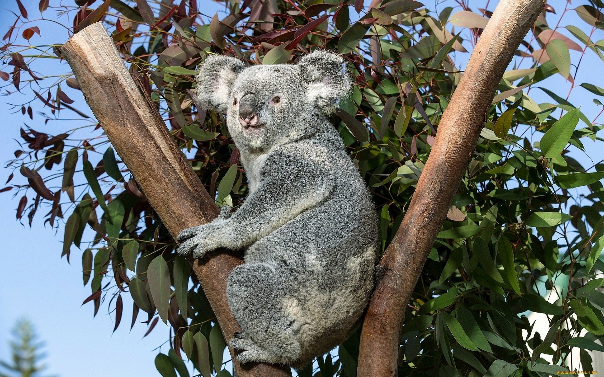 HD PC desktop wallpaper featuring a koala perched on a eucalyptus tree branch against a clear blue sky.