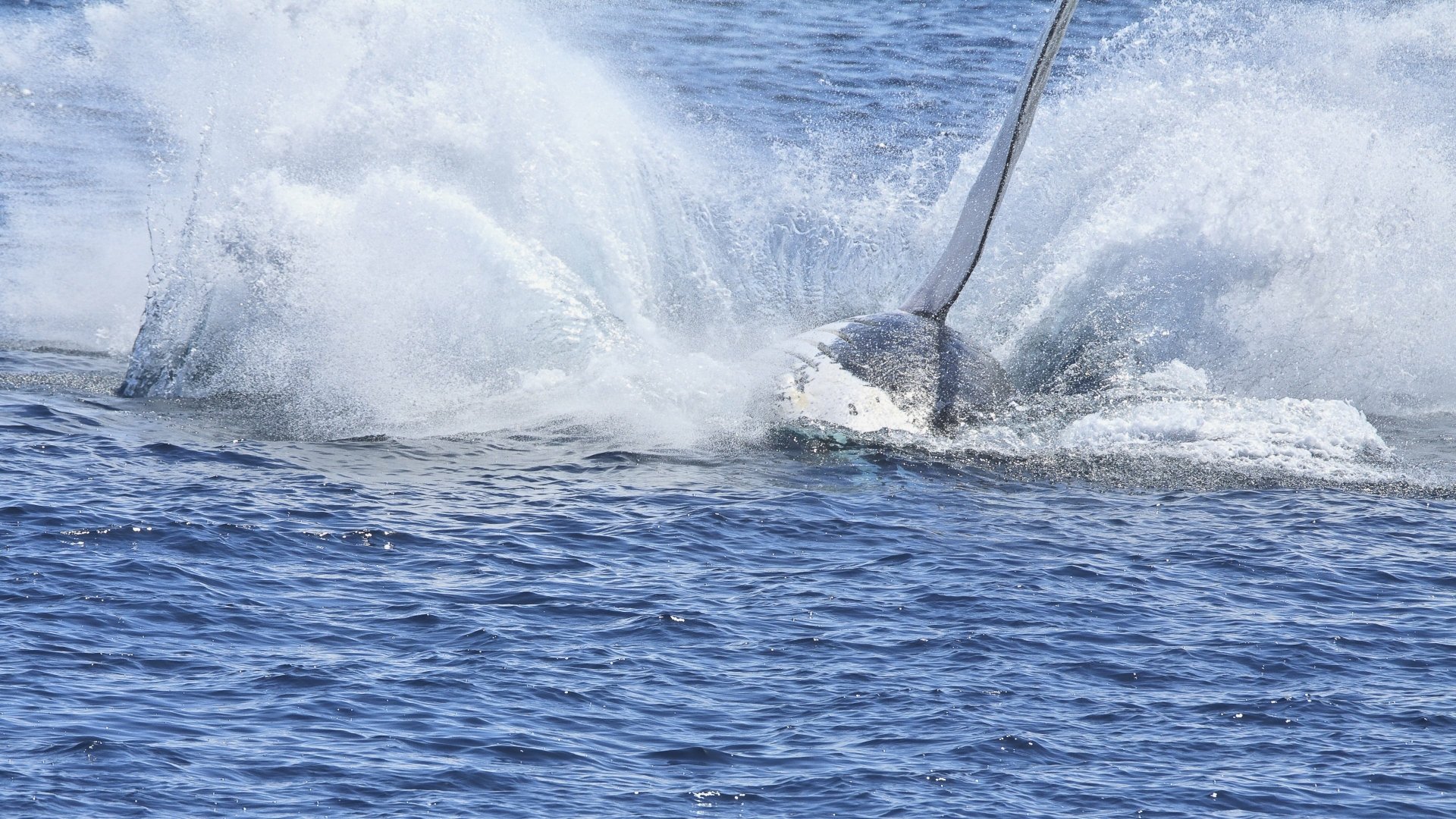 Download Animal Whale 4k Ultra HD Wallpaper