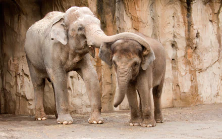 Animal Asian Elephant HD Desktop Wallpaper | Background Image