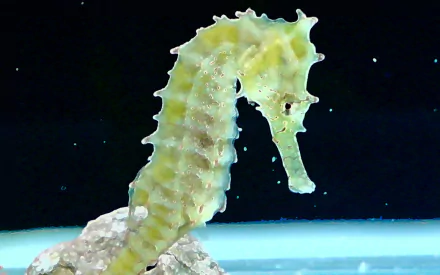 A high-definition desktop wallpaper featuring a seahorse, showcasing its unique curved shape and intricate texture against a serene underwater background.