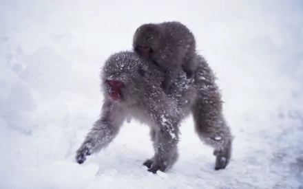 Animal Japanese macaque snow monkey HD Desktop Wallpaper | Background Image