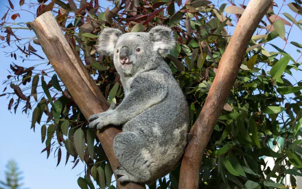 HD PC desktop wallpaper featuring a koala perched on a eucalyptus tree branch against a clear blue sky.