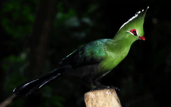 HD PC desktop wallpaper featuring a vibrant green turaco bird with a red eye patch perched against a dark natural background.