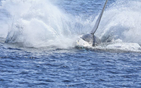 Animal whale HD Desktop Wallpaper | Background Image