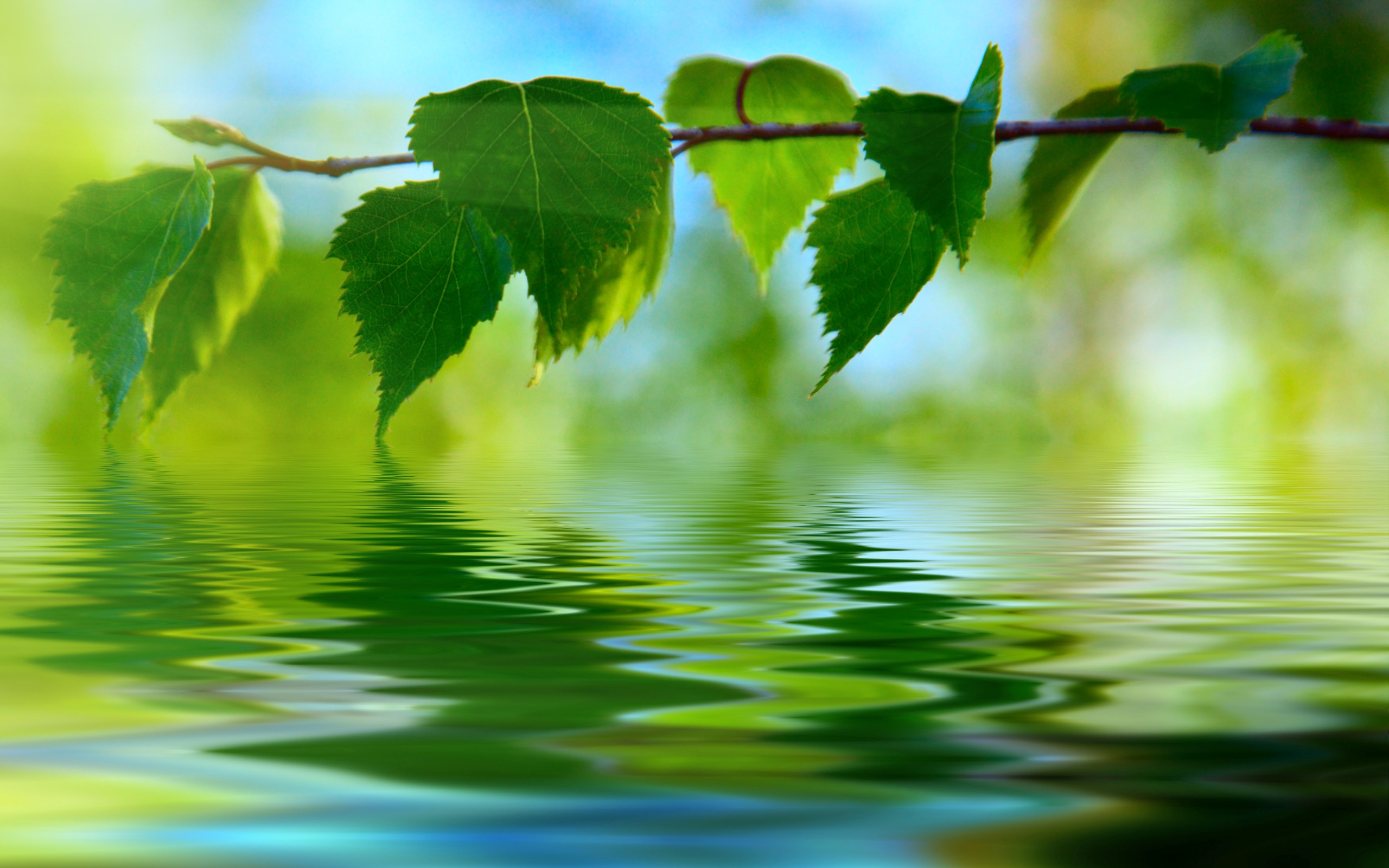 Leaf Full HD Wallpaper and Background Image | 2560x1600 | ID:459469
