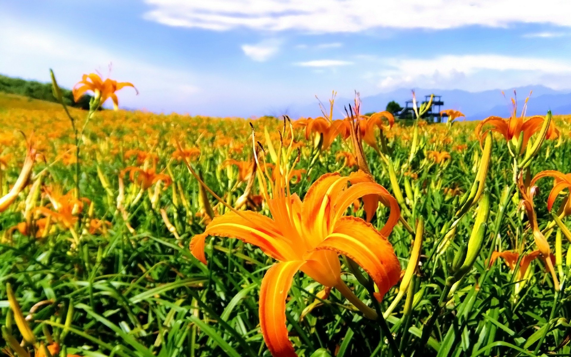 Download Nature Lily HD Wallpaper