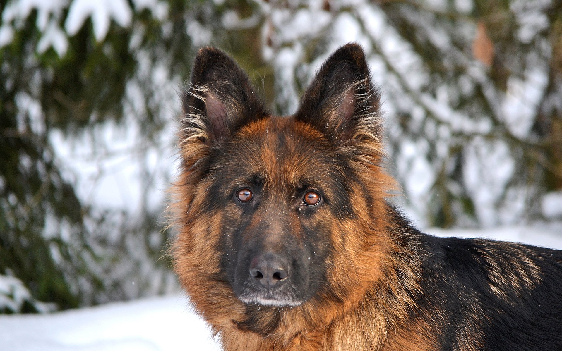HD PC desktop wallpaper featuring a close-up of a German Shepherd with a snowy forest background.