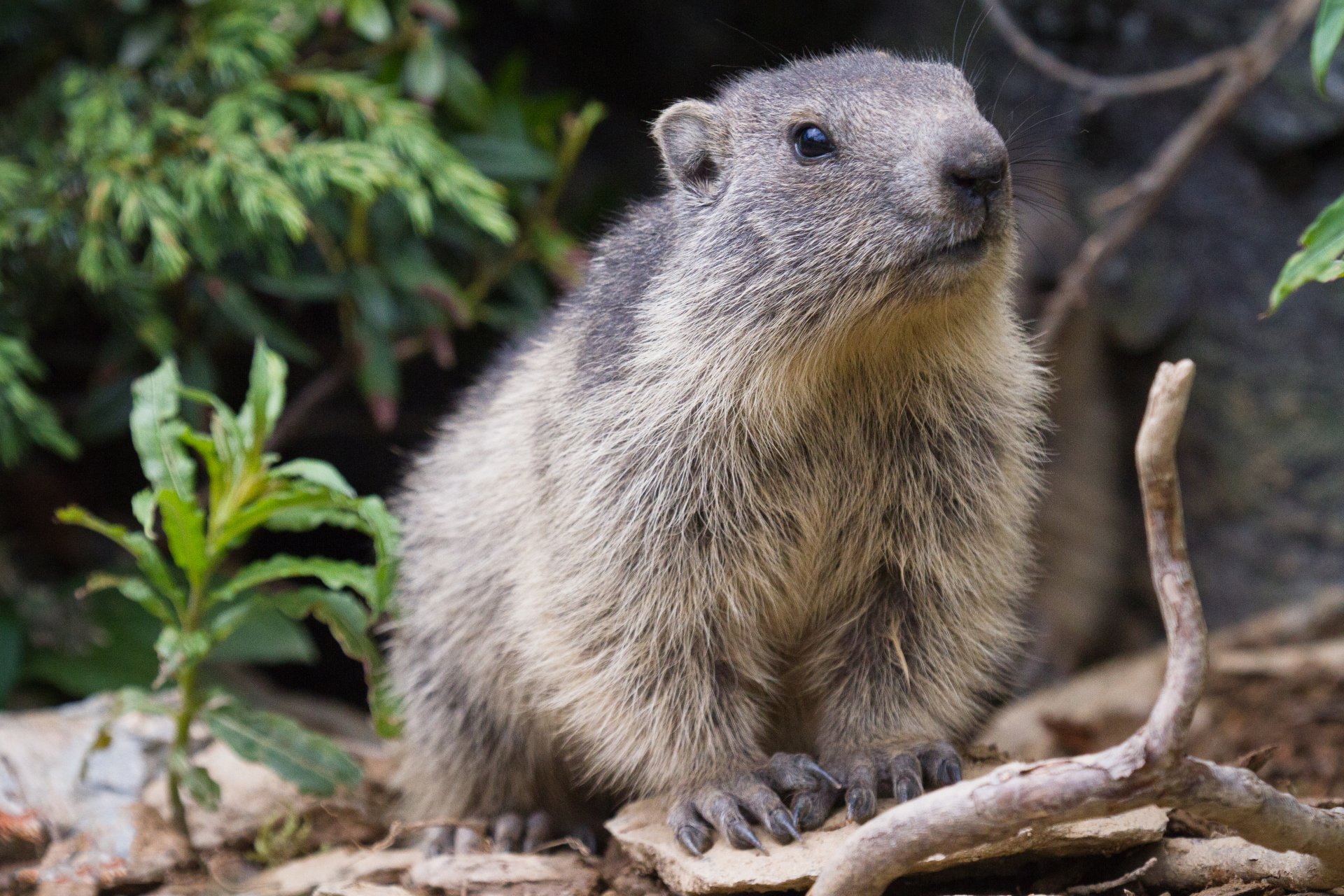 Marmot 4k Ultra HD Wallpaper and Background Image | 4876x3251 | ID:459536
