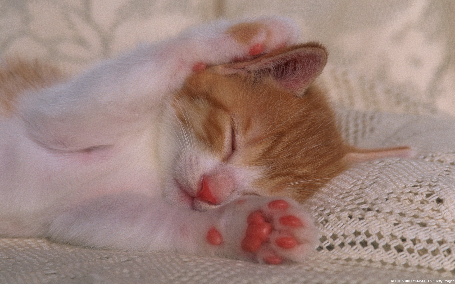 Видео спящего кота. Спящие котята. Спящий котенок. Милые спящие котята. Милые спящие котики.