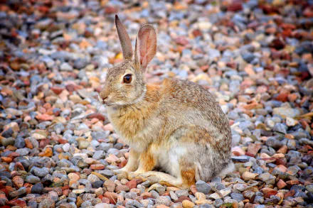 Close-up of a hare sitting on multicolored pebbles, captured in sharp detail for a 4K Ultra HD PC desktop wallpaper and background.
