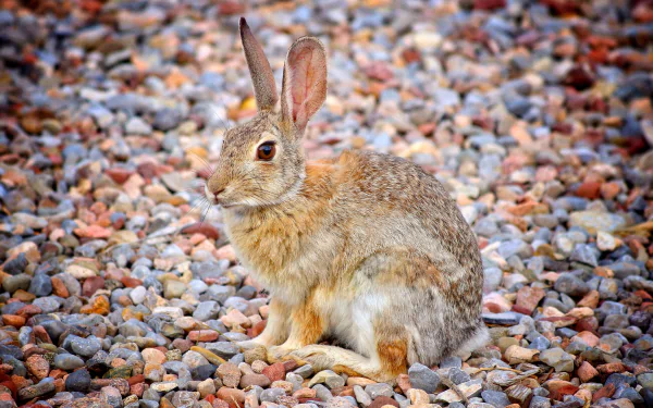 Close-up of a hare sitting on multicolored pebbles, captured in sharp detail for a 4K Ultra HD PC desktop wallpaper and background.