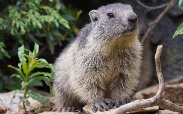Close-up of a marmot in natural surroundings, captured in sharp detail for a 4K Ultra HD PC desktop wallpaper and background.