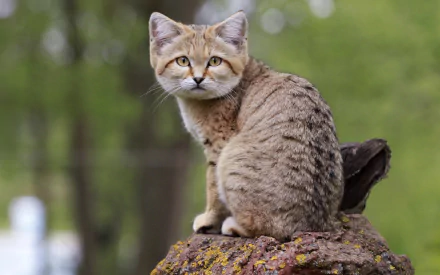 Animal sand cat HD Desktop Wallpaper | Background Image