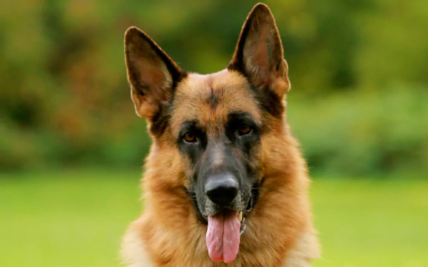 HD wallpaper and background image featuring a close-up of a German Shepherd with a lush green blurred background. The dog looks directly at the camera with its tongue out and ears perked up.