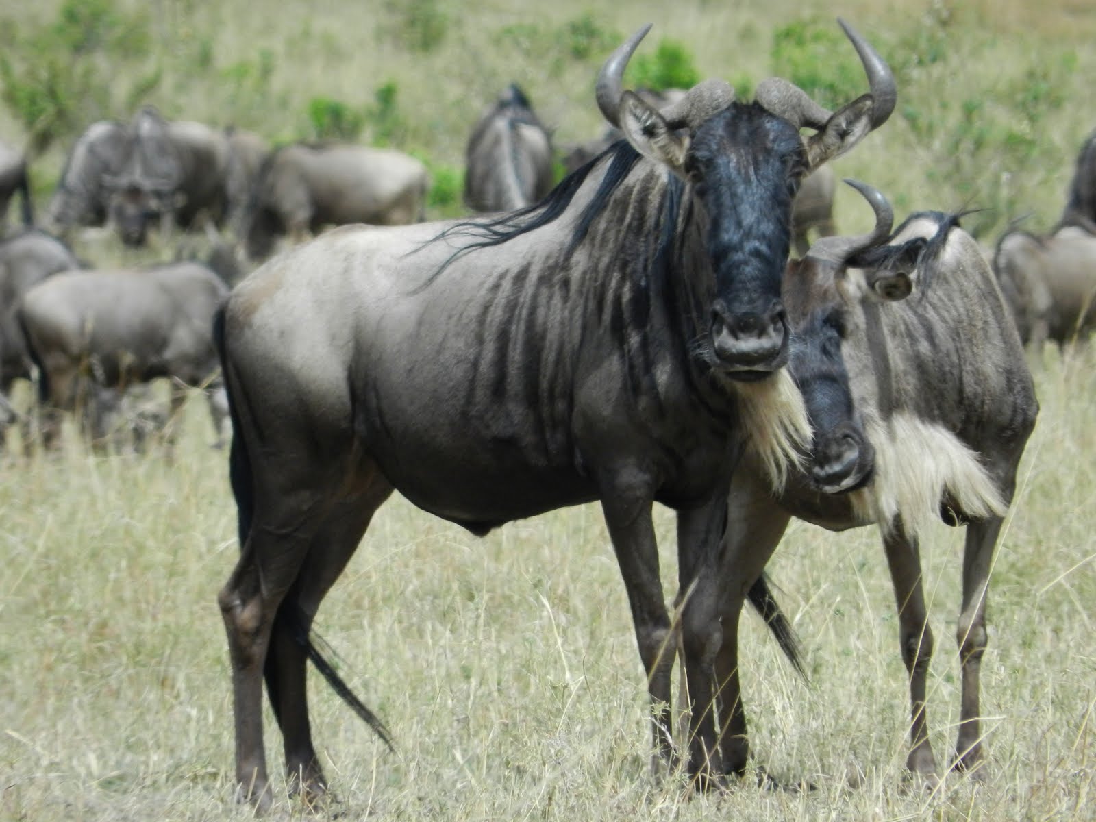 Download Gnu Animal Wildebeest Wallpaper