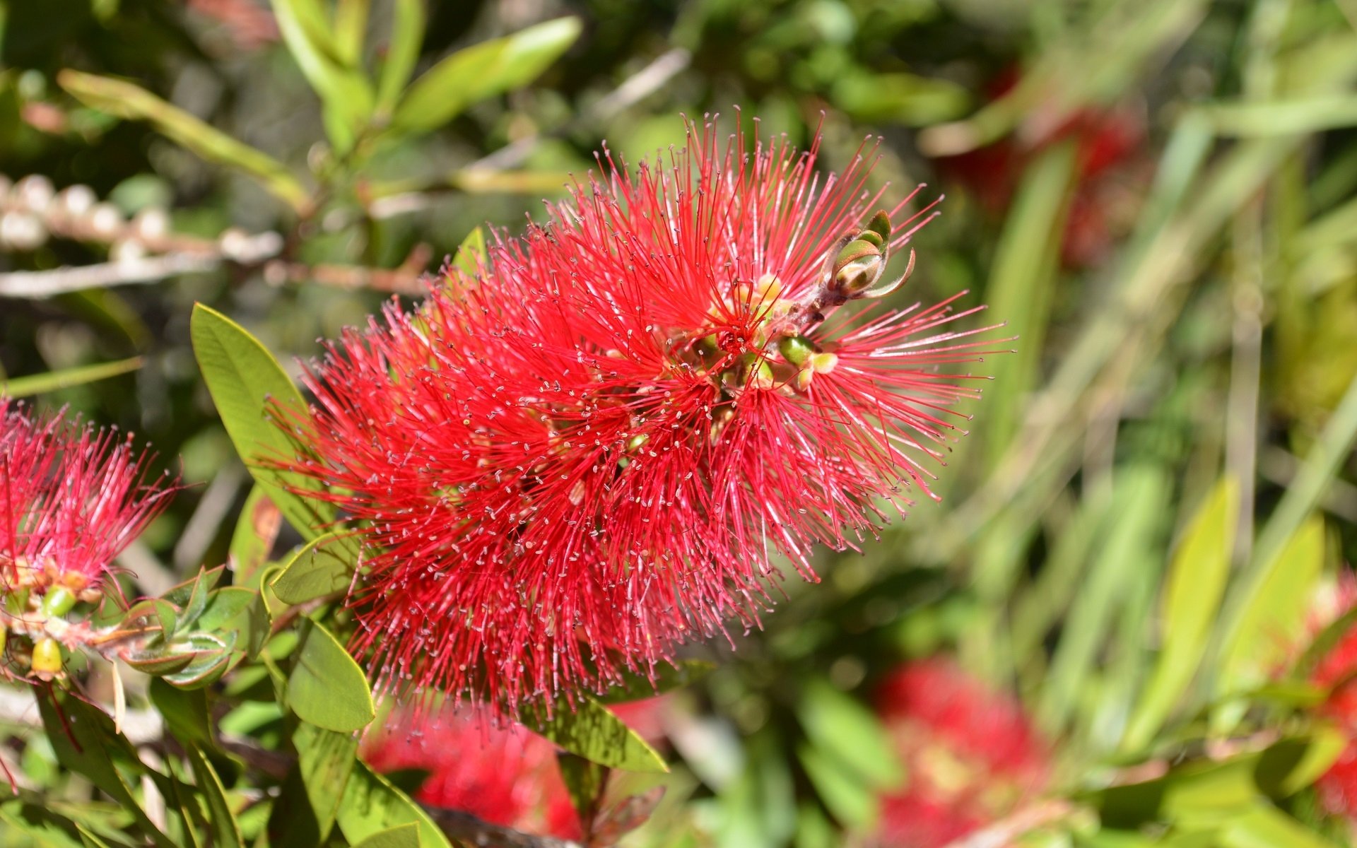 Vibrant red bottlebrush flower amidst green foliage with a softly blurred background, captured in HD for a sharp and natural desktop wallpaper.