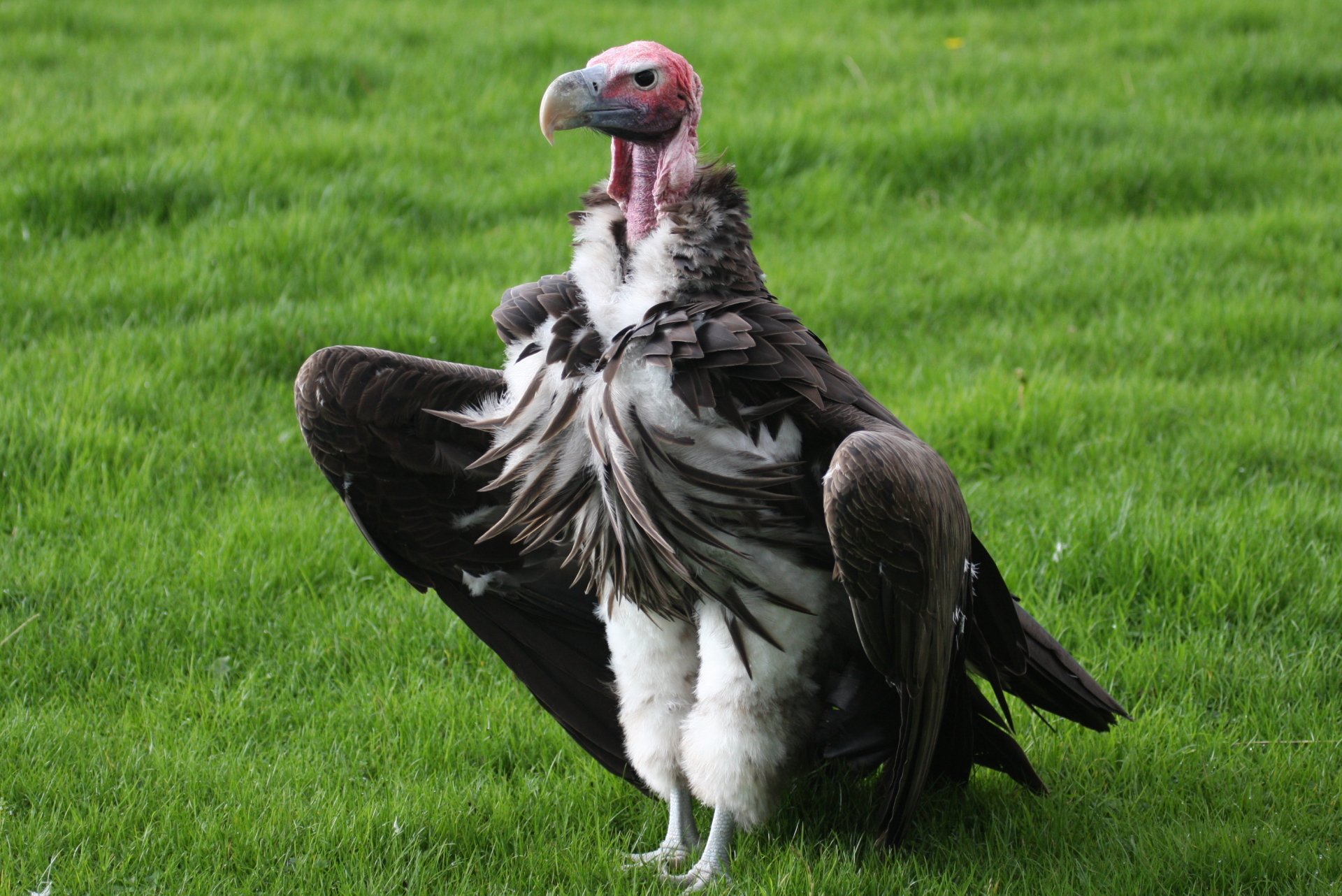 Vulture (bird, Animal) standing on green grass with wings partly spread — 2K Quad HD PC desktop wallpaper and background.