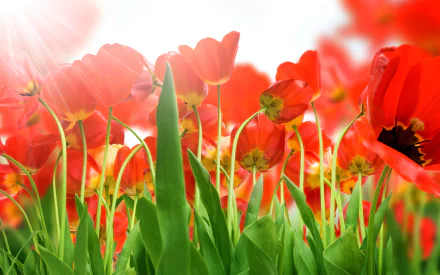 A vibrant field of red tulips bathed in soft sunlight, creating a beautiful natural scene for an HD desktop wallpaper.