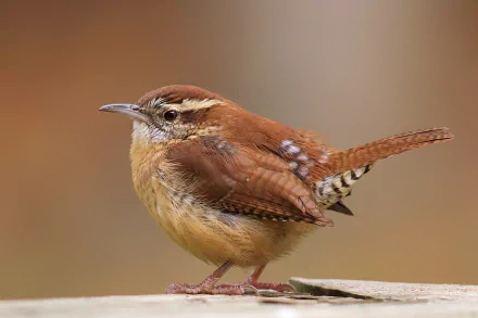 HD desktop wallpaper of a small wren bird perched on a natural surface, showcasing detailed feathers and warm brown tones in a soft, blurred background.