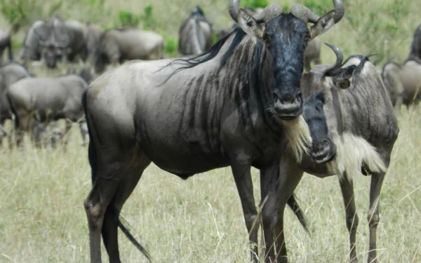 HD PC desktop wallpaper/background of gnu (wildebeest) herd on a grassy plain, two animals standing close together in the foreground.