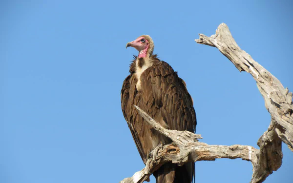 bird Animal vulture HD Desktop Wallpaper | Background Image