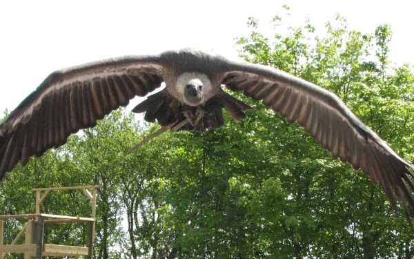 HD desktop wallpaper showing a vulture bird in flight against a green leafy background.
