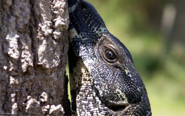 Close-up HD desktop wallpaper of a monitor lizard clinging to the bark of a tree, showcasing detailed textured skin and natural outdoor background.