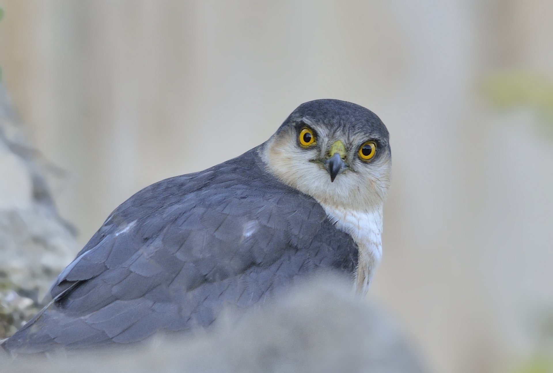 HD PC desktop wallpaper featuring a close-up of a falcon with striking yellow eyes against a blurred natural background.