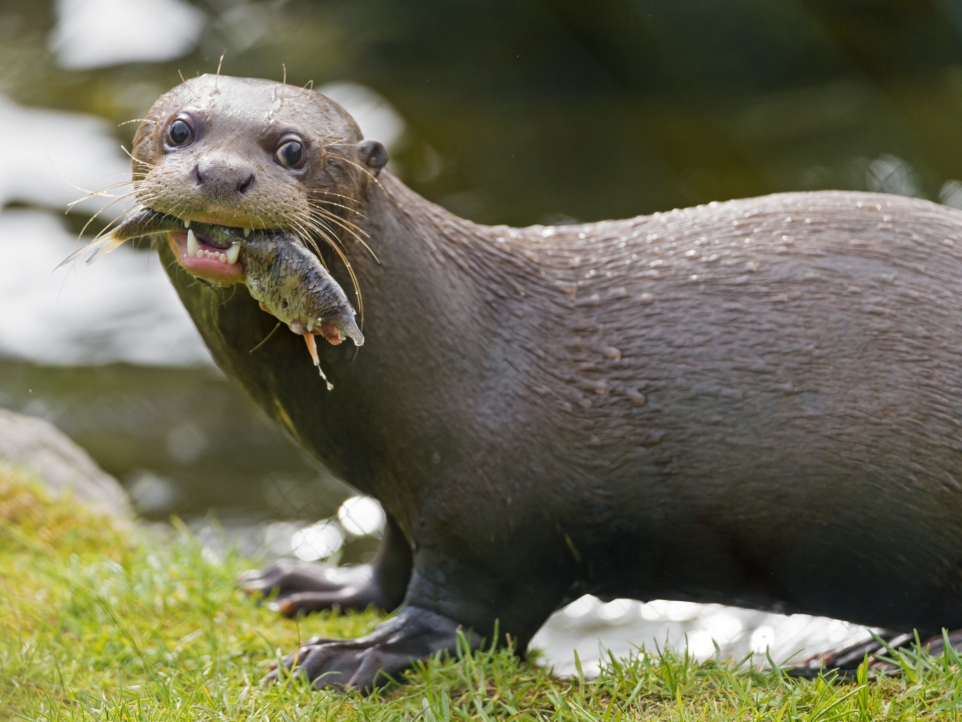 Otter HD Wallpaper