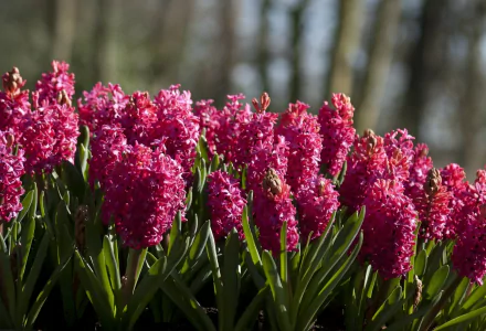 HD PC desktop wallpaper featuring vibrant pink hyacinths in full bloom against a softly blurred natural background.