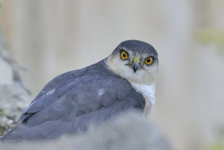 Animal falcon HD Desktop Wallpaper | Background Image