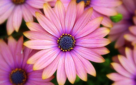 The HD desktop wallpaper shows a close-up of a vibrant pink African Daisy with a detailed dark center and soft pink petals, surrounded by other blooms, highlighting the beauty of nature.