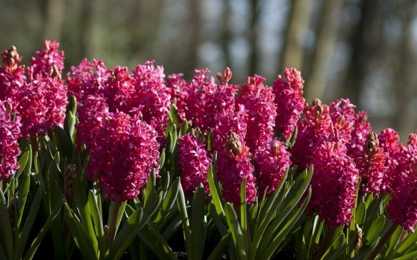 Earth Hyacinth Flowers HD Wallpaper | Background Image
