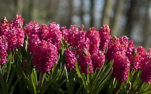 nature hyacinth HD Desktop Wallpaper | Background Image