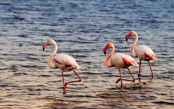 Animal Flamingo Birds Flamingos HD Wallpaper | Background Image