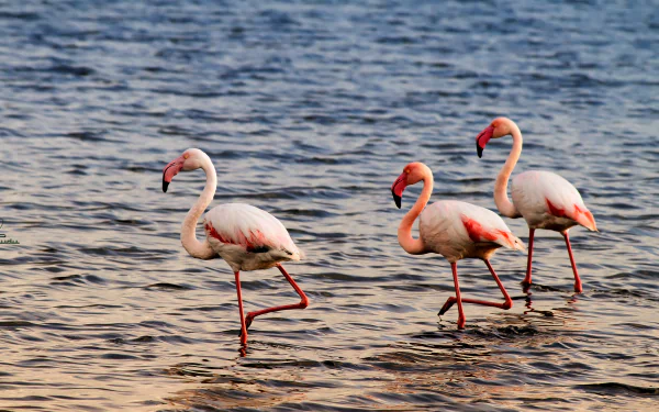 Animal flamingo HD Desktop Wallpaper | Background Image