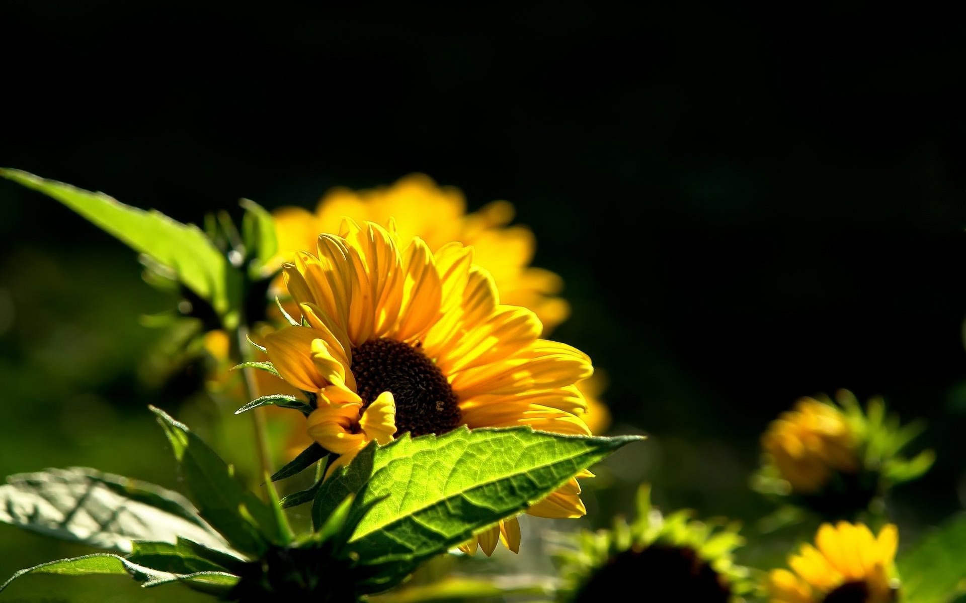 HD desktop wallpaper featuring vibrant sunflowers in nature against a dark background, highlighting the bright yellow petals and green leaves.