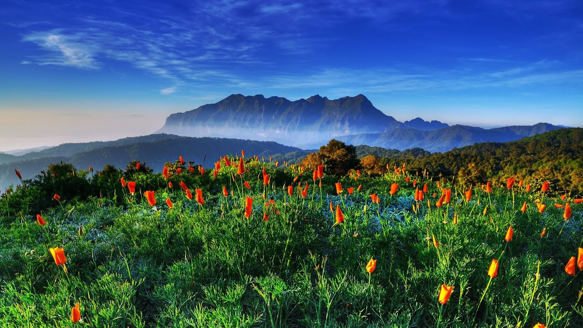 HD desktop wallpaper showcasing a vibrant mountain landscape with lush greenery and bright orange flowers under a clear blue sky.